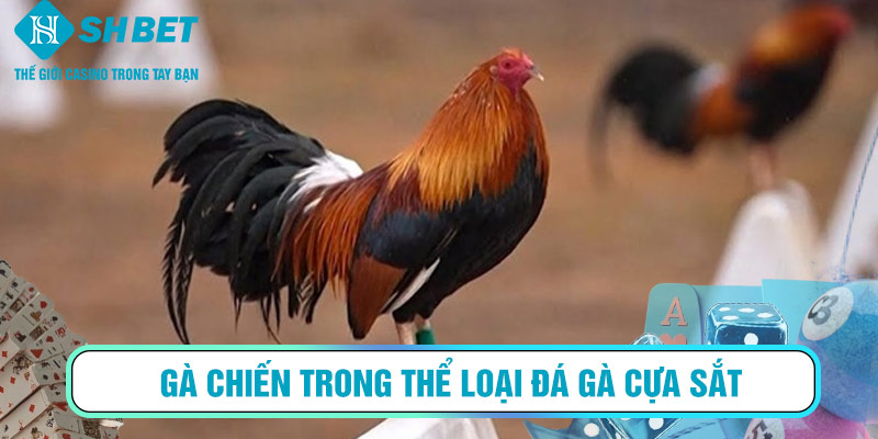 Gà chiến trong thể loại đá gà cựa sắt – loại hình phổ biến nhất trong cá cược đá gà online.